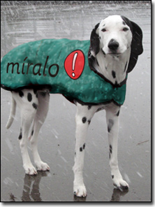 Hund mit Regenschutz und Logoprint
